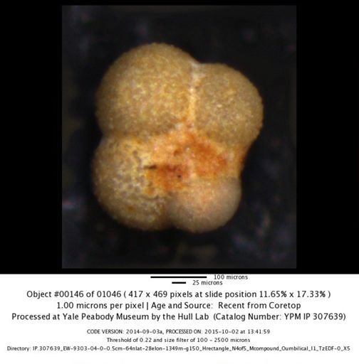 undet. Foraminiferida