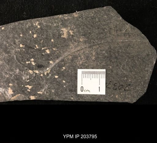 undet. Crinoidea