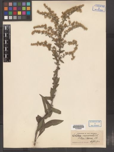 Solidago nemoralis