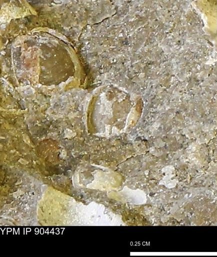 undet. Bivalvia