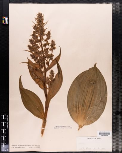Veratrum viride