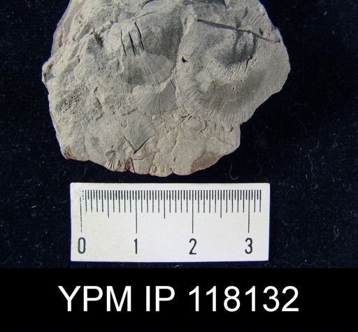Brachyprion gilpeni