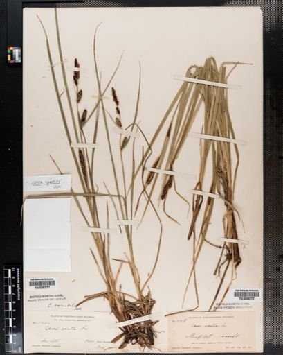 Carex aquatilis