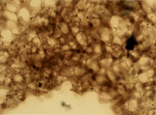 Hippospongia?