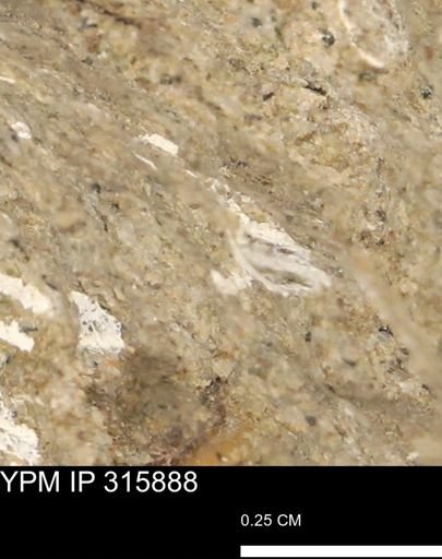 undet. Mollusca