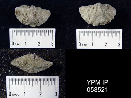 Megakozlowskiella perlamellosa