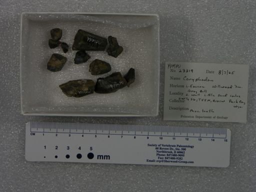 Coryphodon sp.