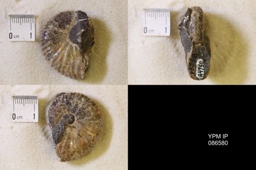 undet. Scaphitidae