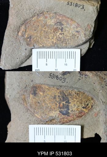 undet. Arthropoda