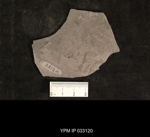 Mormolucoides articulatus