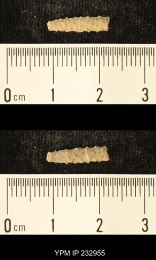 Archaeocidaris sp.