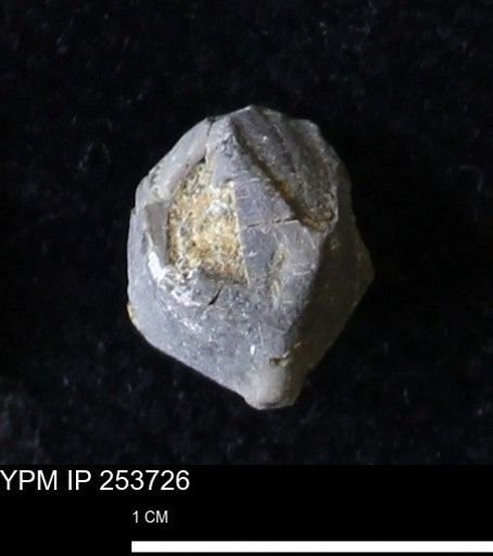 Pentremites sp.