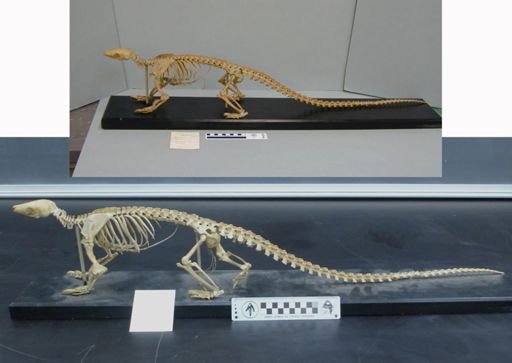 Phataginus tetradactyla