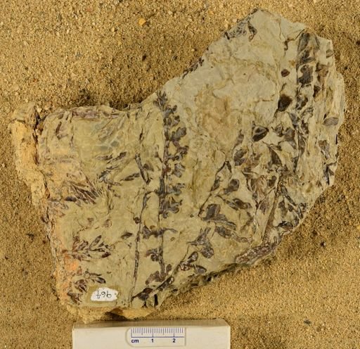 Triphyllopteris rarinervis