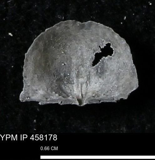 Chonetes mucronatus
