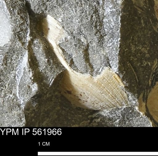 Limopsis sp.