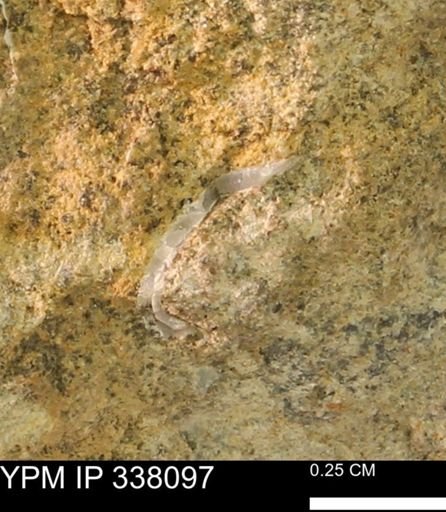 undet. Bivalvia
