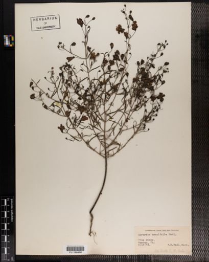Plantae