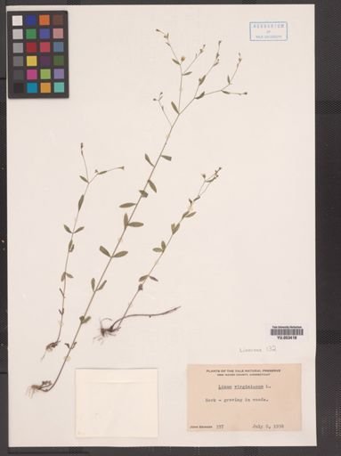 Linum virginianum