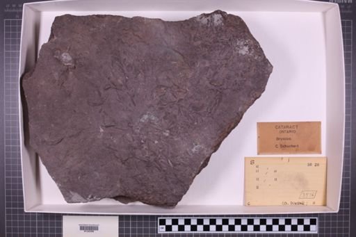 mixed taxa, stratigraphic collection