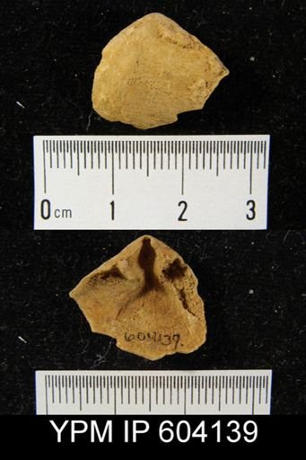 Meristella praenuntia