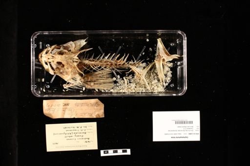 Cephalopholis fulva