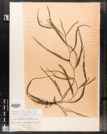 Potamogeton compressus