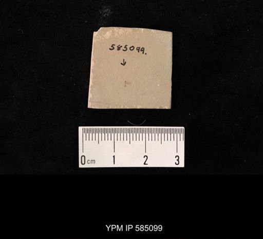undet. Hymenoptera