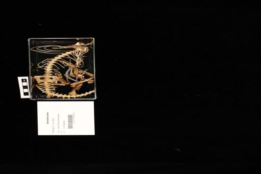 Sauromalus varius