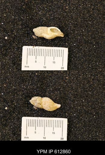 Graphidula sp.