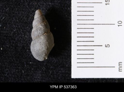 Goniobasis ortmanni