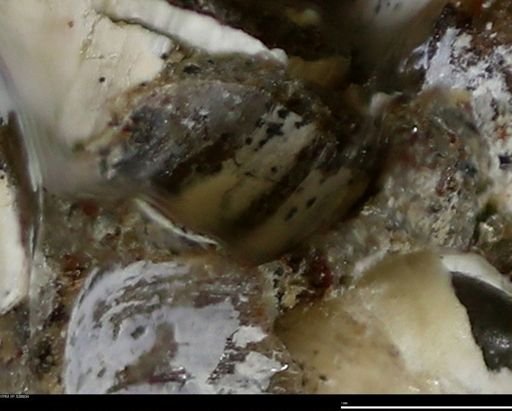 Corbulamella gregaria