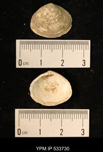 Macoma groenlandica