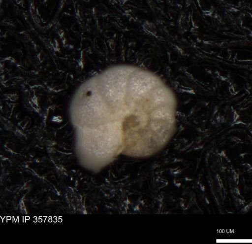 undet. Foraminiferida