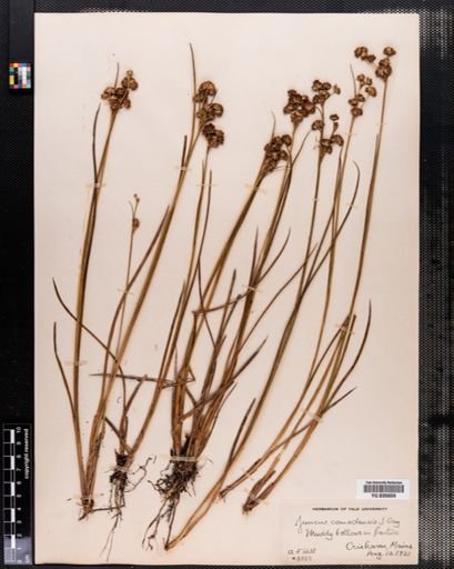 Juncus canadensis