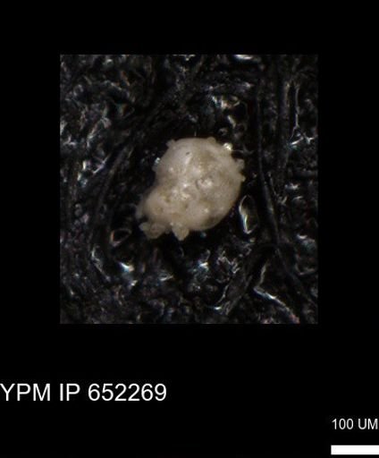 undet. Foraminiferida