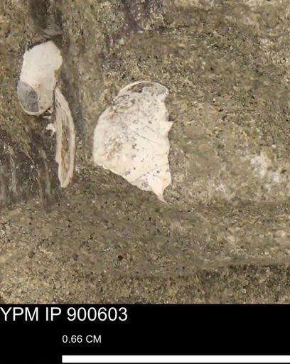 undet. Bivalvia