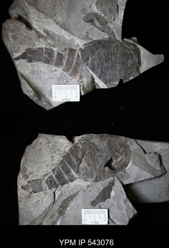 Eurypterus sp.