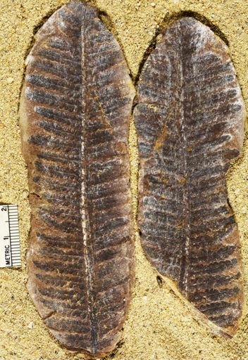 Pecopteris