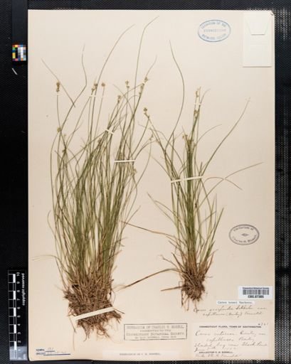 Carex howei