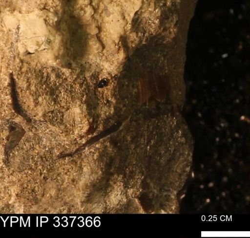 undet. Mollusca