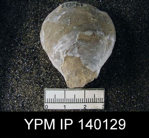Productus (Striatifera) compressus