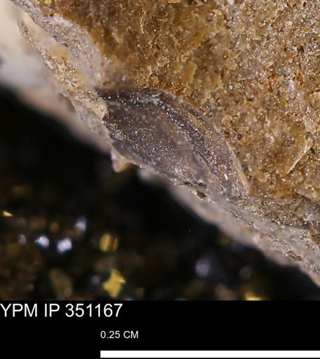 undet. Mollusca