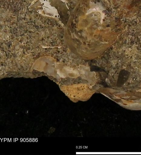 undet. Ammonoidea