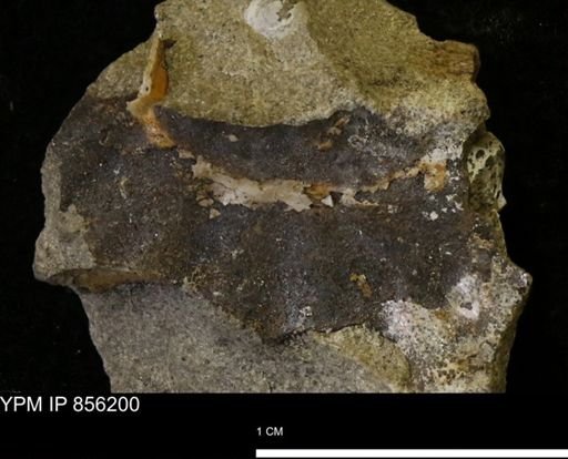 undet. Turridae