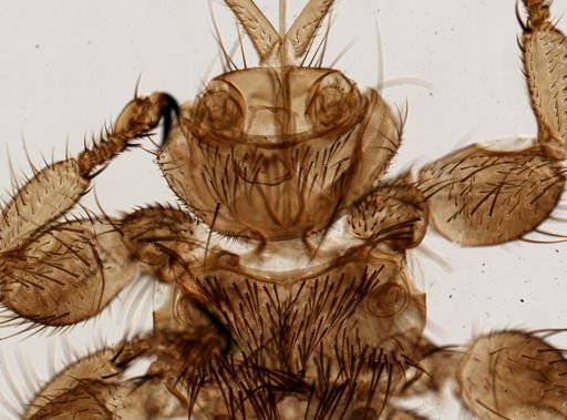 Melophagus ovinus