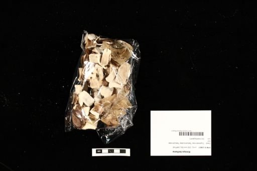Kinixys belliana