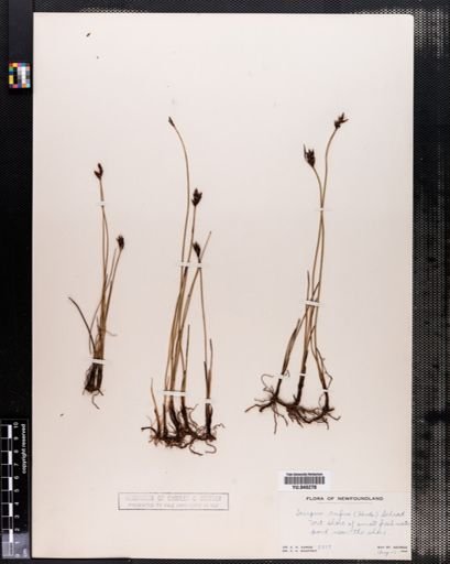 Scirpus