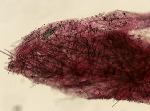 cf. Aaptos
