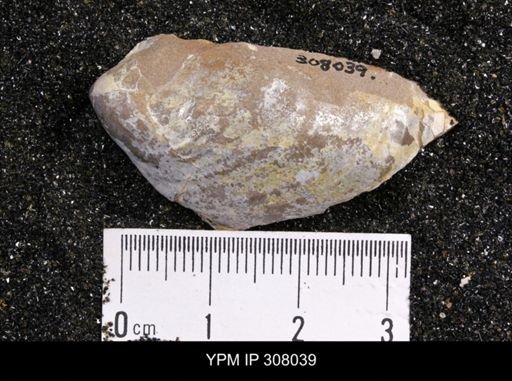 Inoceramus